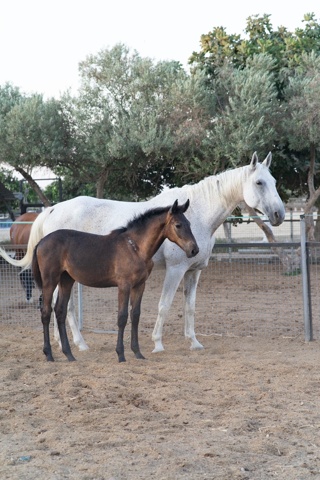 horse